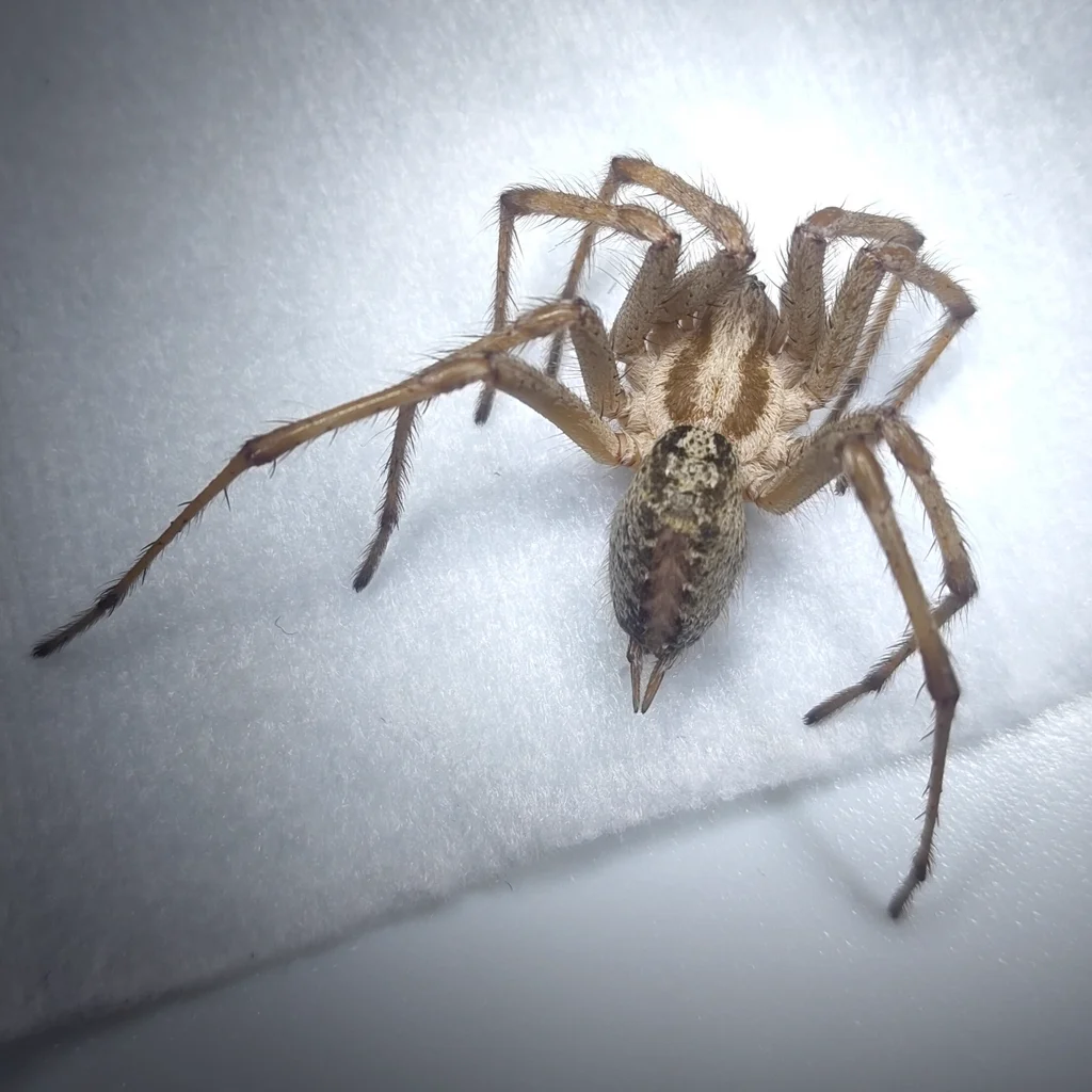 Side view of funnel weaver spider displaying characteristic body shape