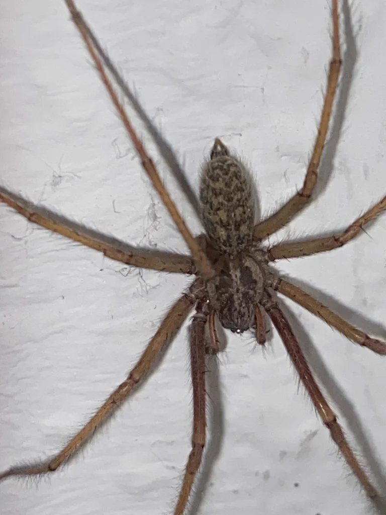Top-down view of funnel weaver spider showing body markings and leg banding