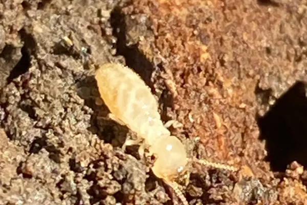 Eastern subterranean termite worker on soil