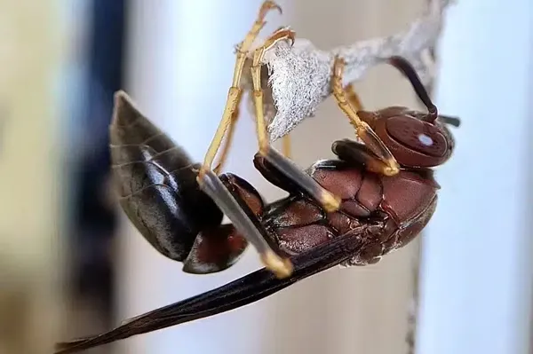 Paper wasp building nest showing hexagonal cells