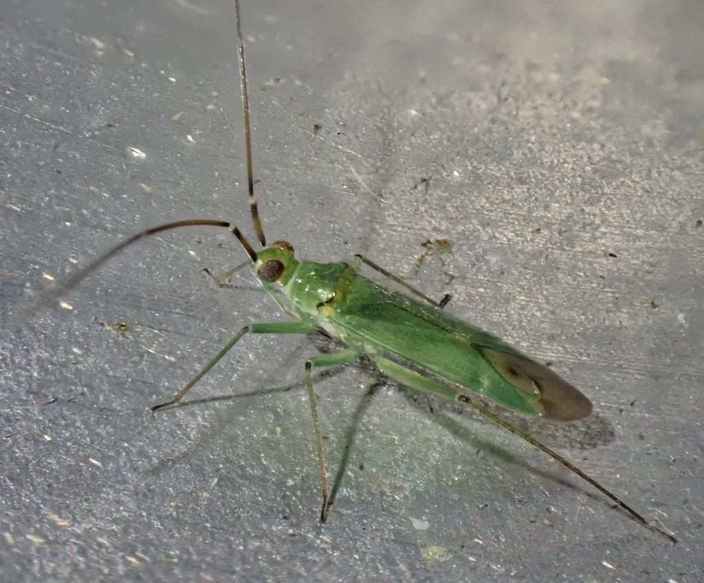 Honeylocust plant bug on a flat surface showing its green body, translucent wing tips, and long antennae