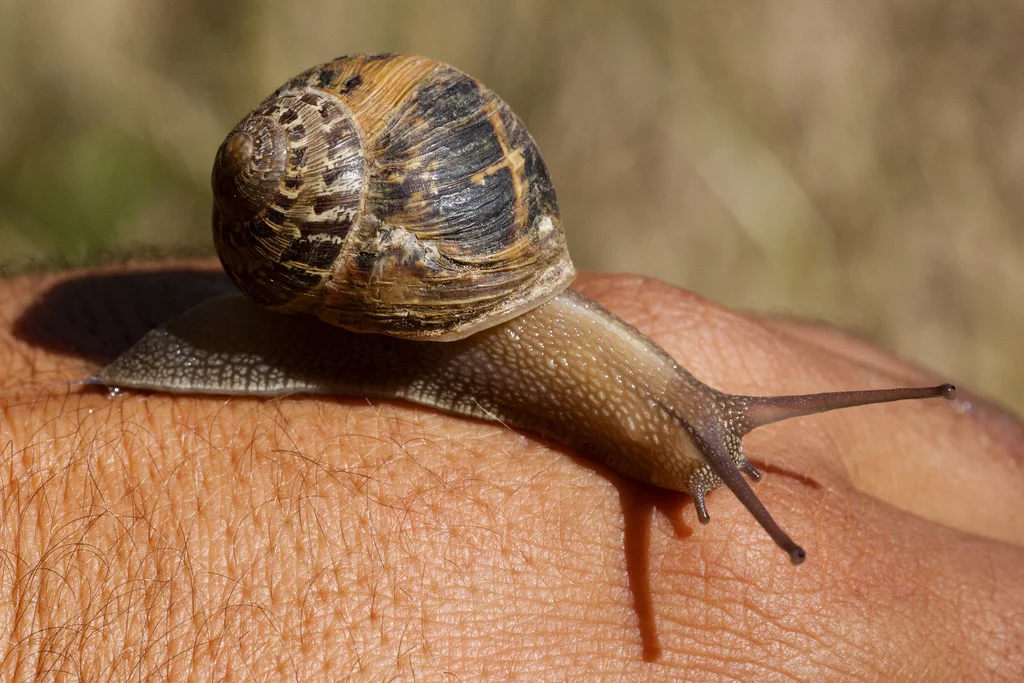Garden snail on human hand demonstrating typical adult size