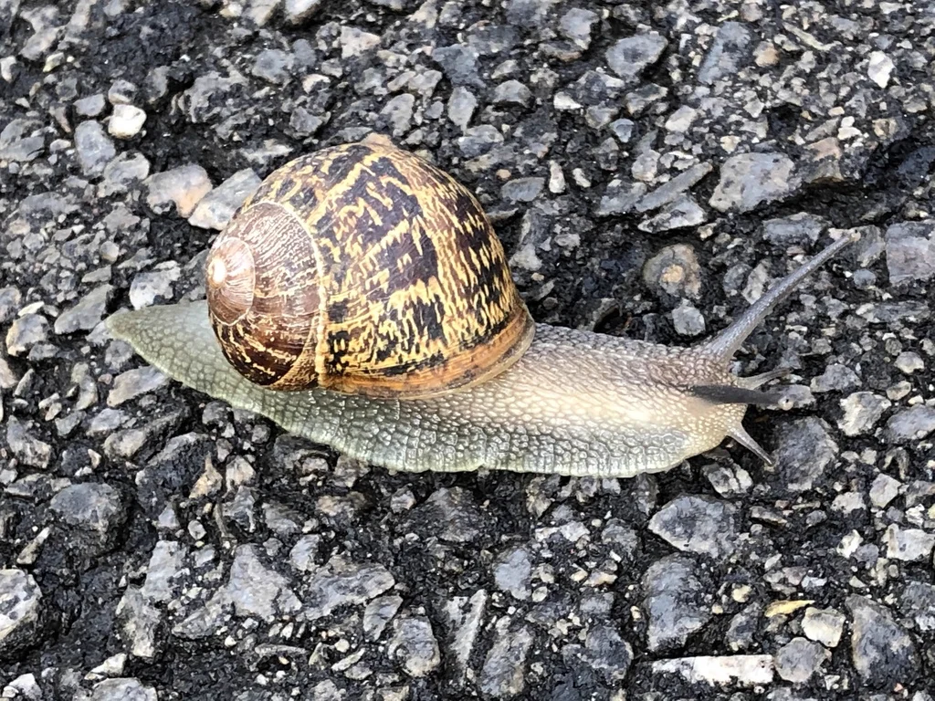 Garden snail on gravel surface displaying distinctive mottled brown shell pattern