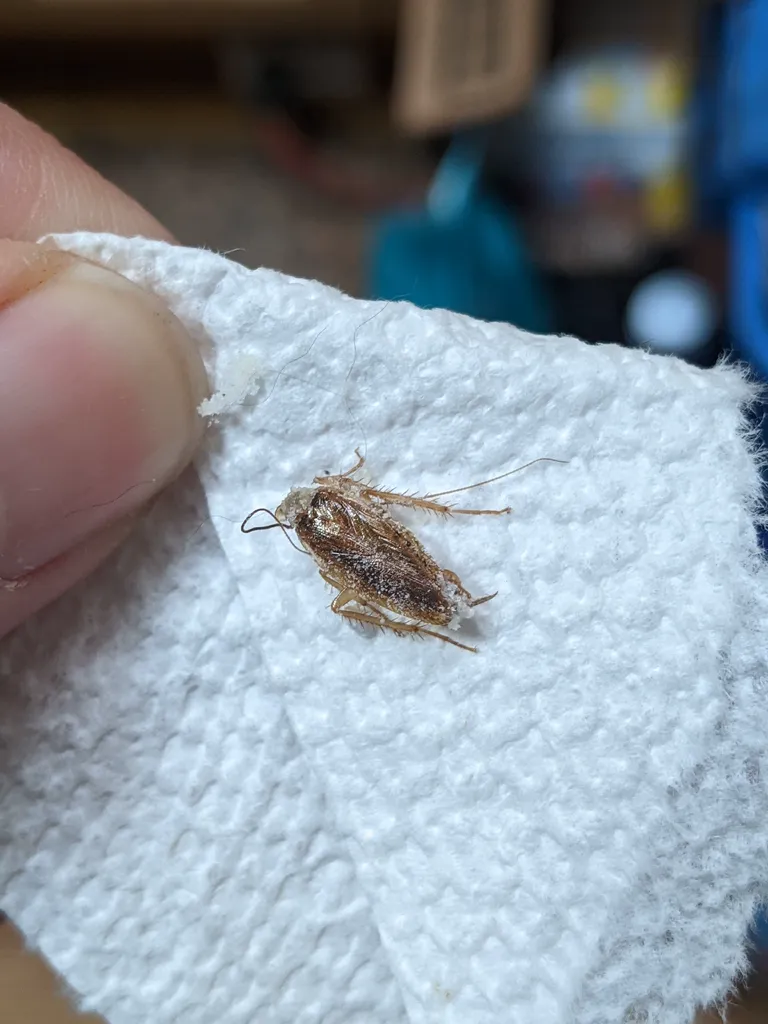 Close-up of adult German cockroach showing wing detail and body shape