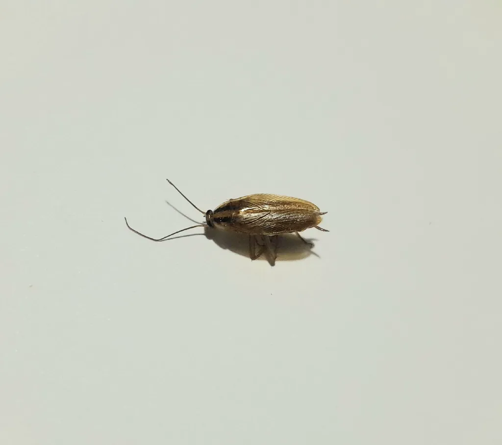 Top view of a German cockroach showing the two dark stripes on the pronotum