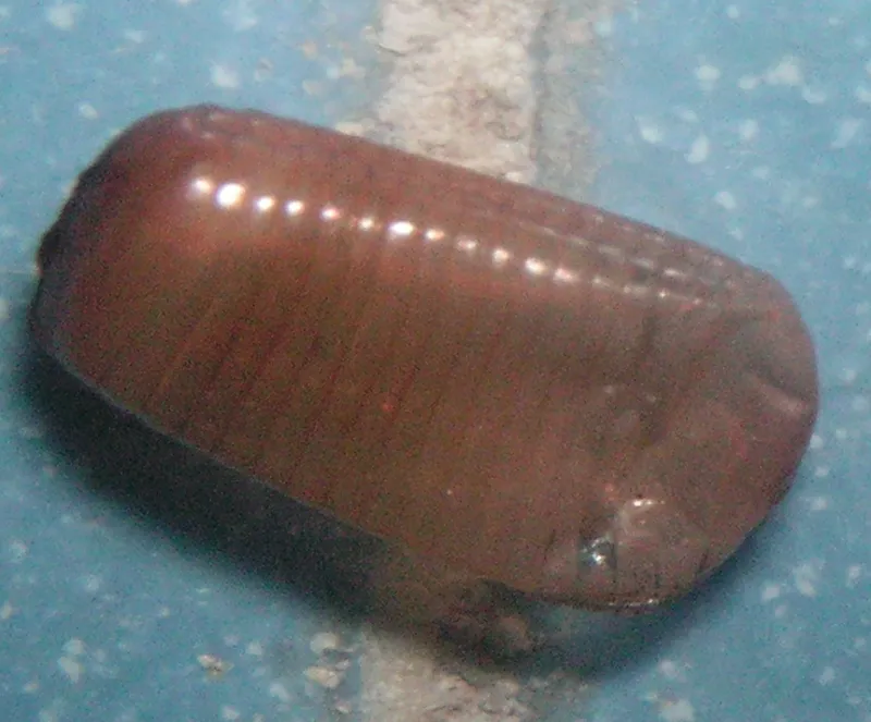 Close-up of a German cockroach ootheca egg case showing ridges and keel
