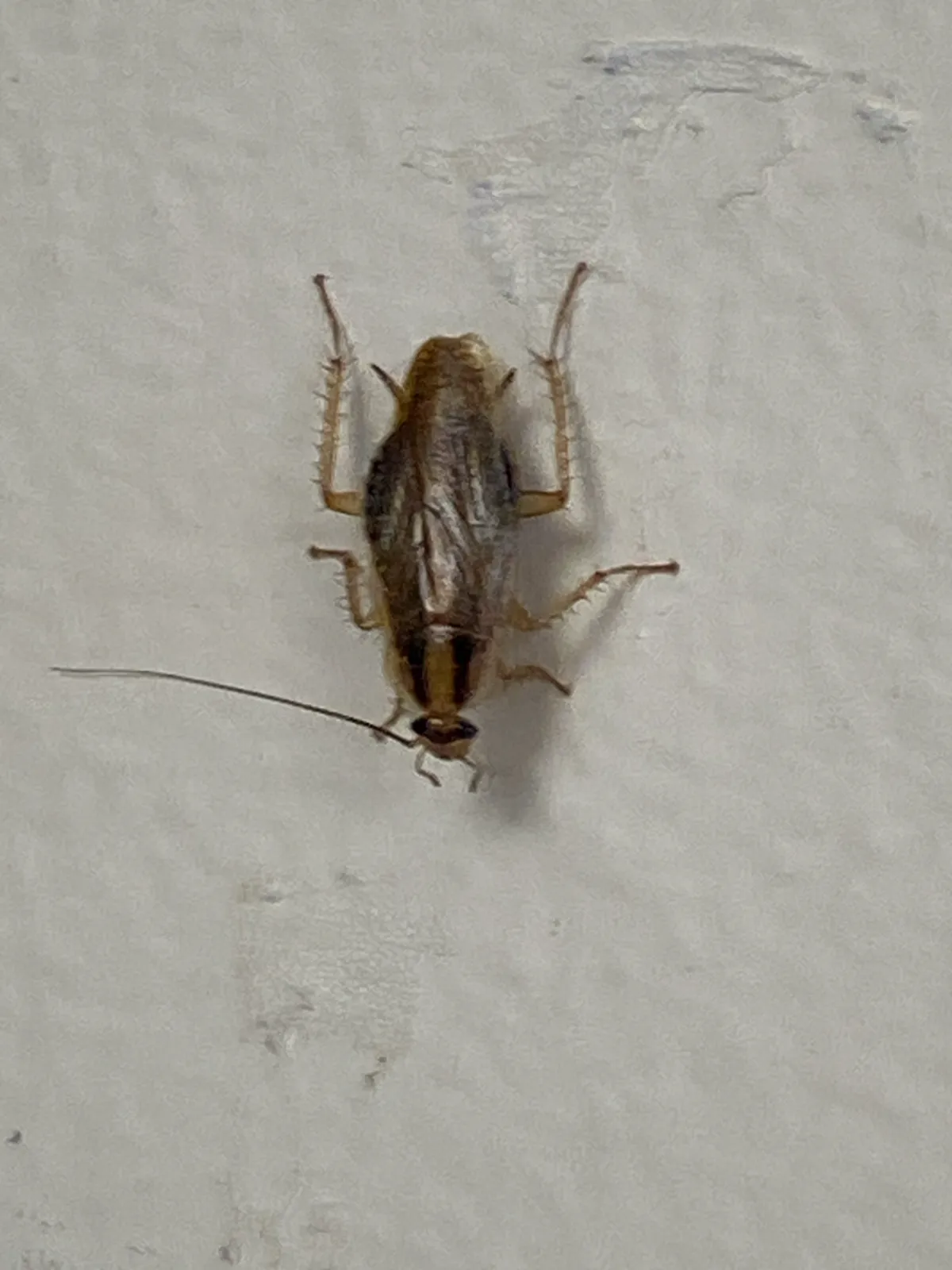 German cockroach on white wall showing body markings