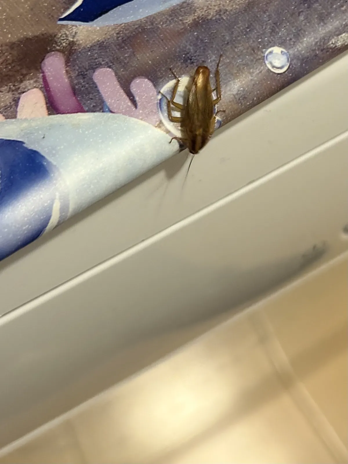 German cockroach near bathroom fixtures showing typical hiding spot