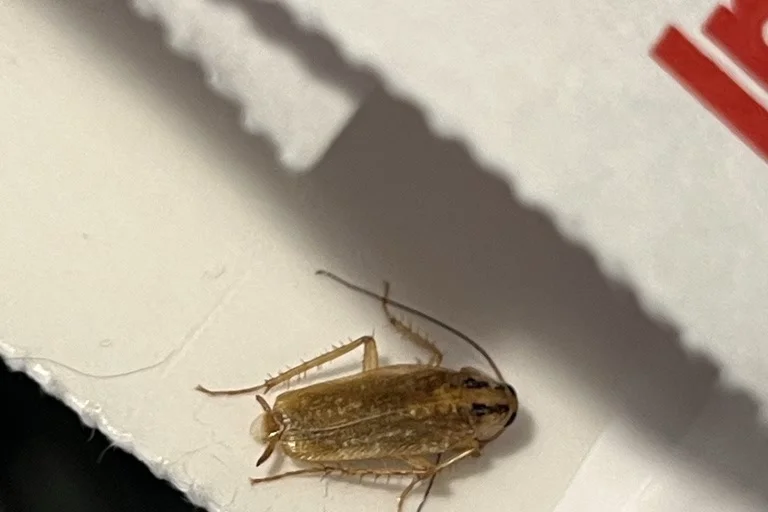 Adult German cockroach on a light surface showing wings and tan coloring