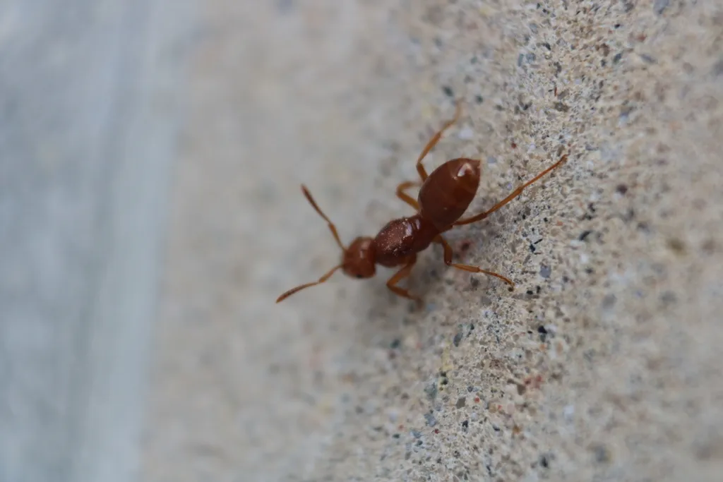 Yellow citronella ant on a concrete floor, a common sight in Germantown lower levels and basements