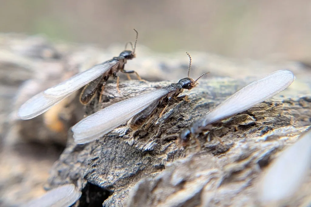 Eastern subterranean termite swarmers on wood during a spring swarm in Montgomery County Maryland