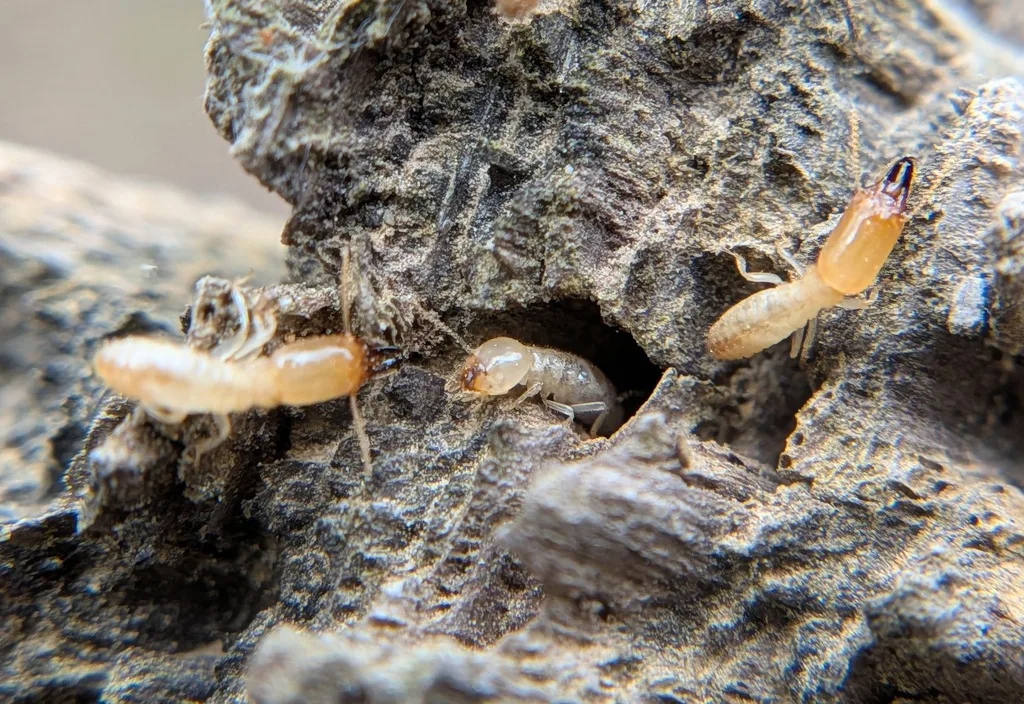 Eastern subterranean termite workers and a soldier on damp wood, the termite found under Germantown Maryland townhomes