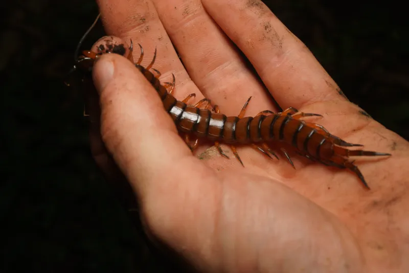 Giant centipede held in hand showing its large size compared to a human palm