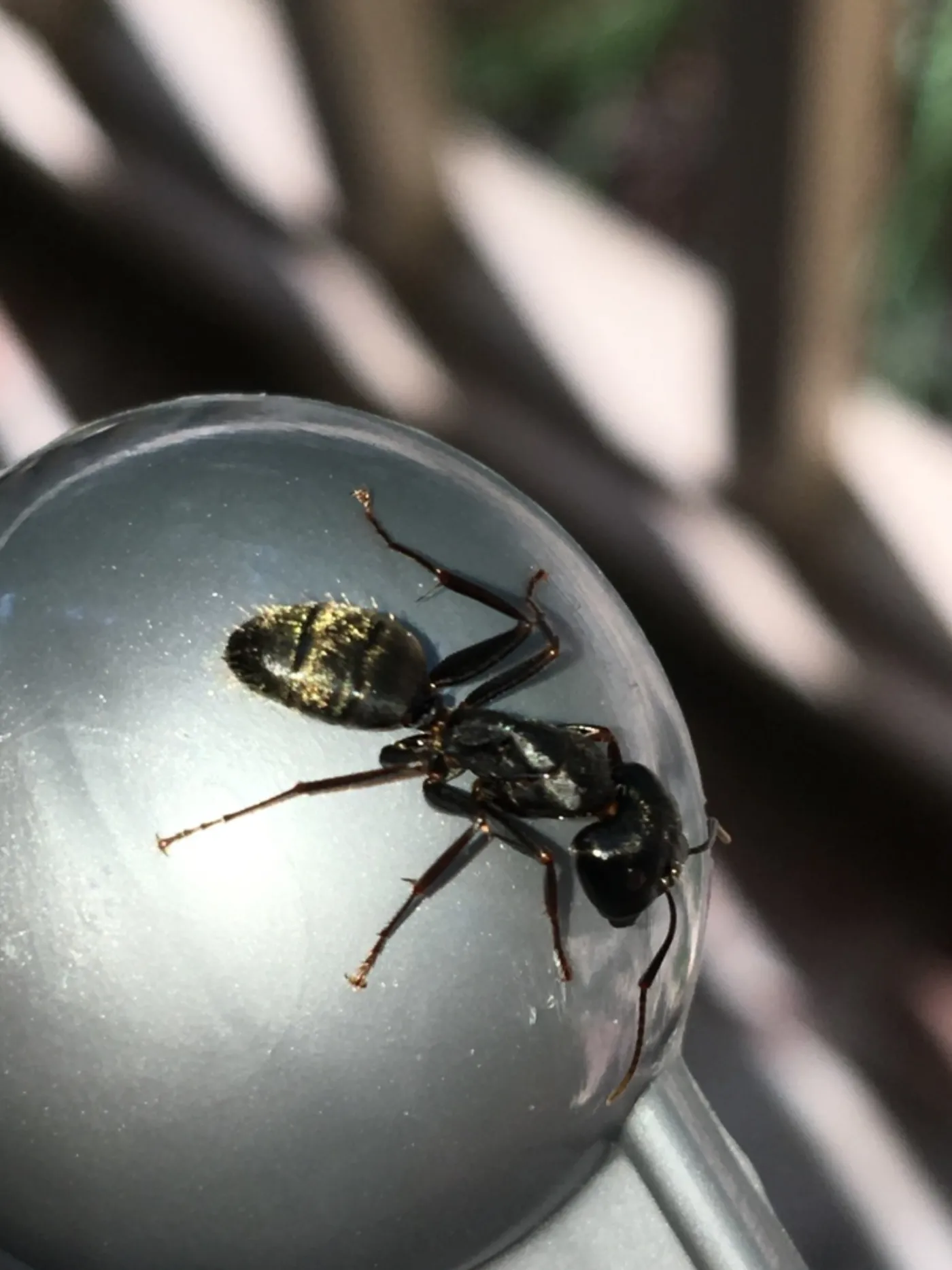 Eastern black carpenter ant on a metal railing cap outside a Glen Burnie, Maryland home