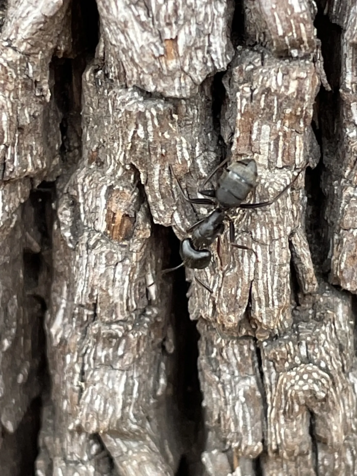 Eastern black carpenter ant climbing the ridged bark of a mature shade tree in Glen Burnie, Maryland