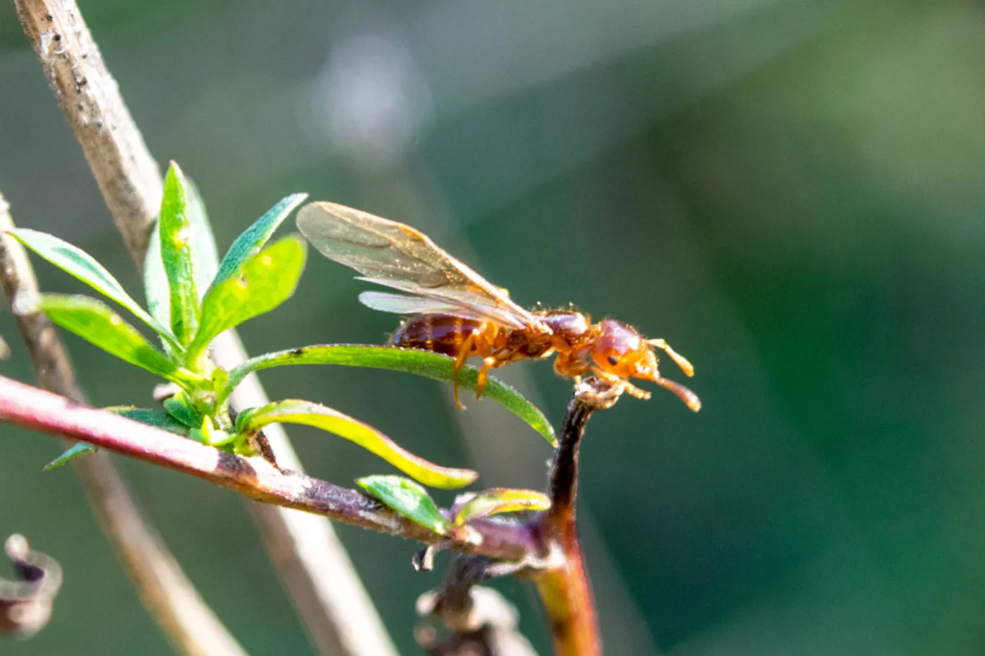 Winged citronella ant swarmer perched on a plant stem in Anne Arundel County