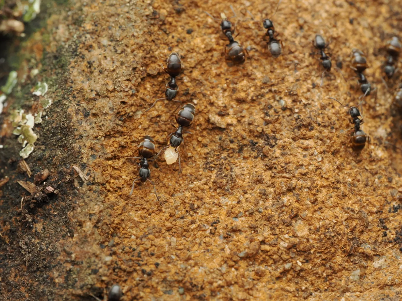 Odorous house ants trailing across a weathered wood surface near a Glen Burnie, Maryland home
