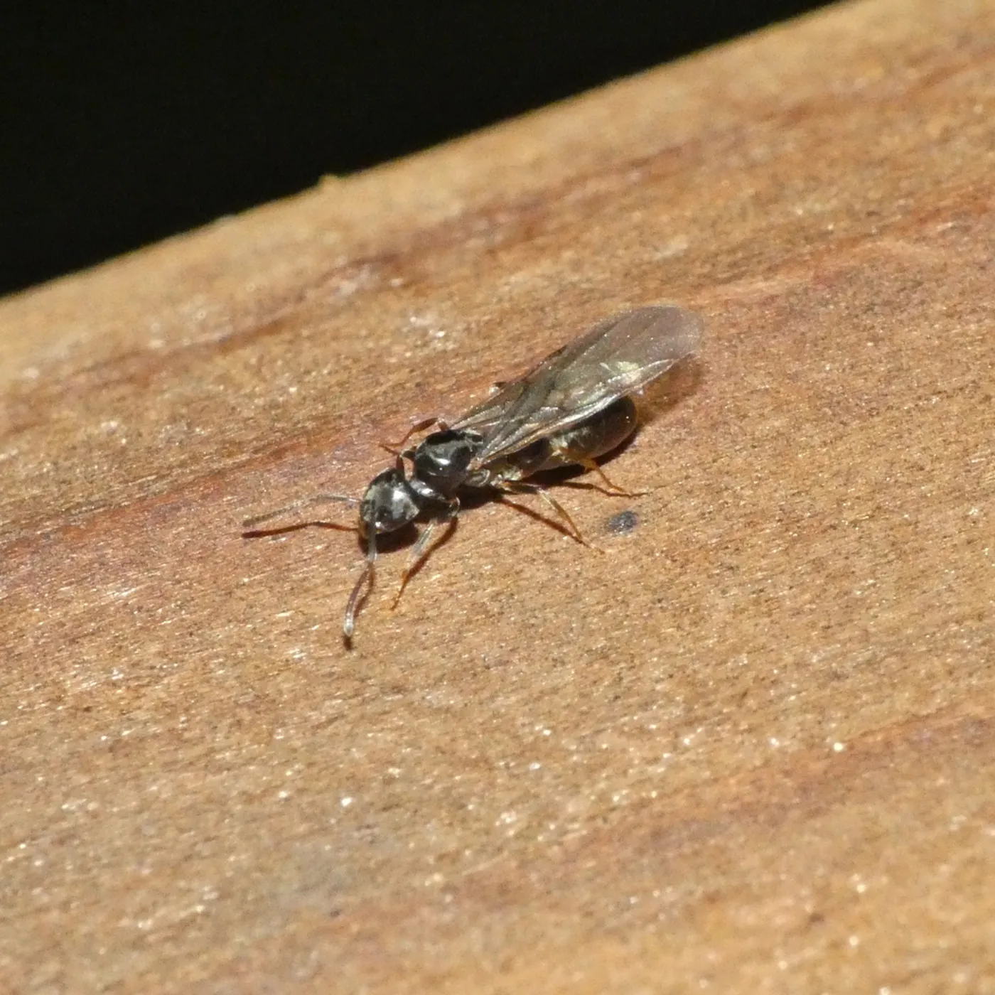 Winged odorous house ant on a wooden board near a Glen Burnie home