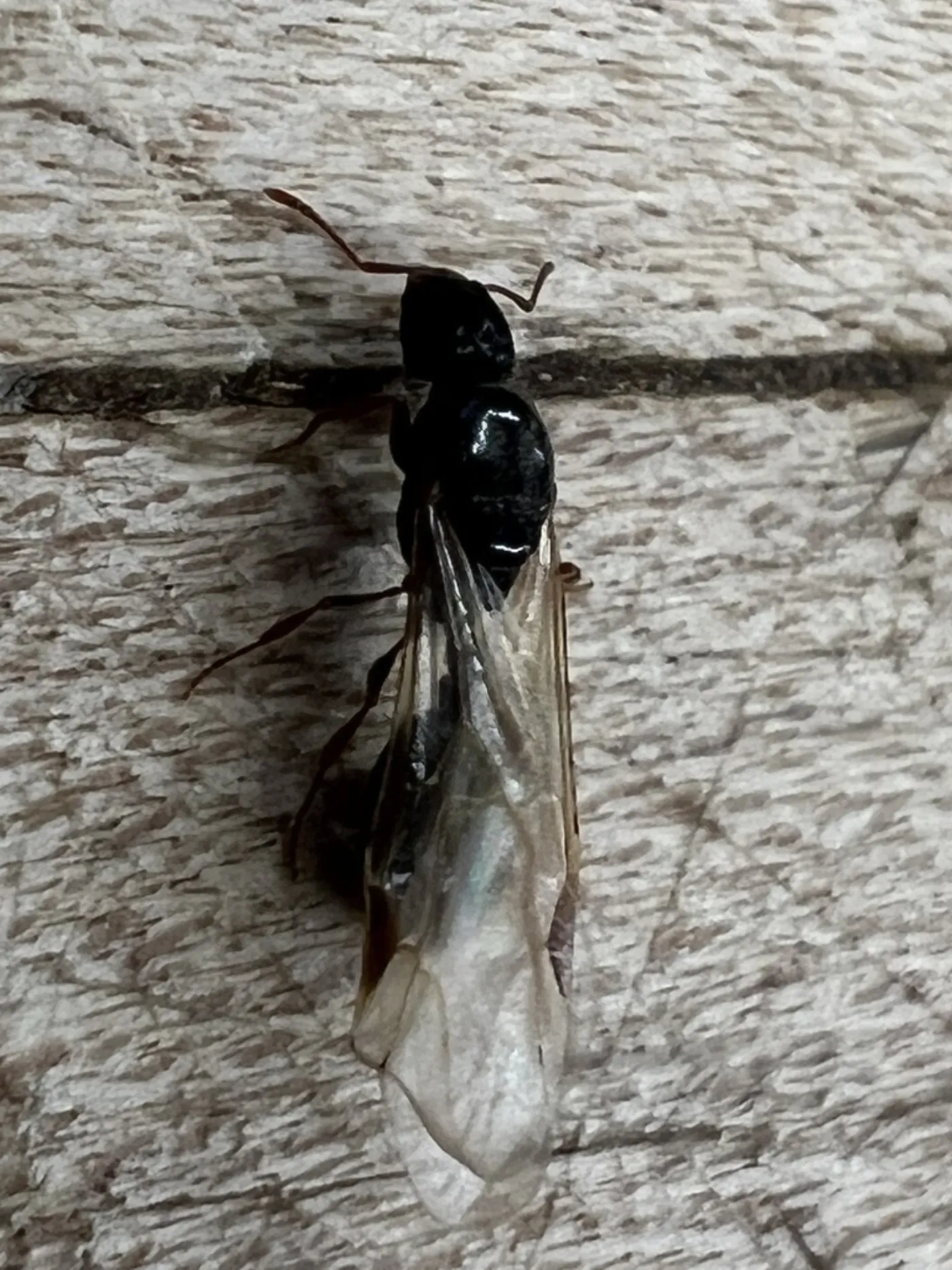 Winged pavement ant swarmer resting on vinyl siding outside a Glen Burnie, Maryland home