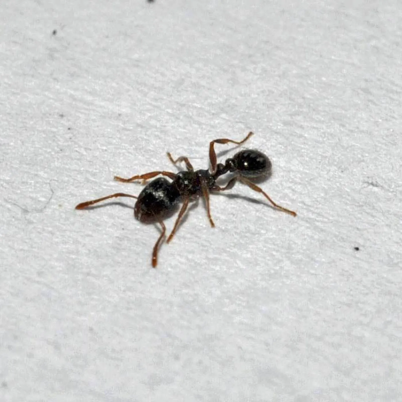 Close-up of a single pavement ant on a concrete slab like the floors of Glen Burnie slab homes