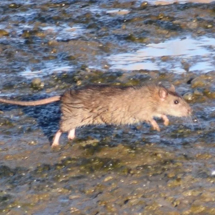 Norway rat crossing a tidal mudflat like the creek banks along Marley Creek and Curtis Creek in Glen Burnie Maryland