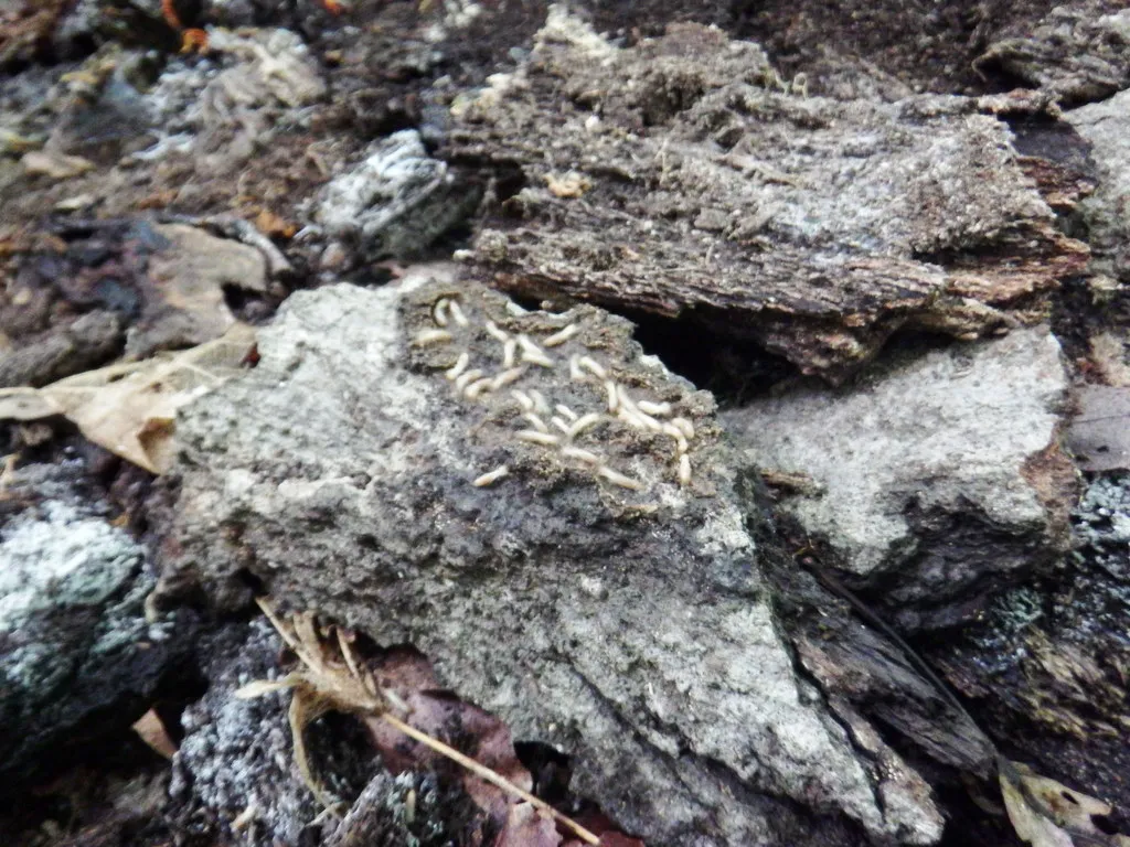 Eastern subterranean termites feeding inside damp, decaying wood like the sill plates on older Glen Burnie homes