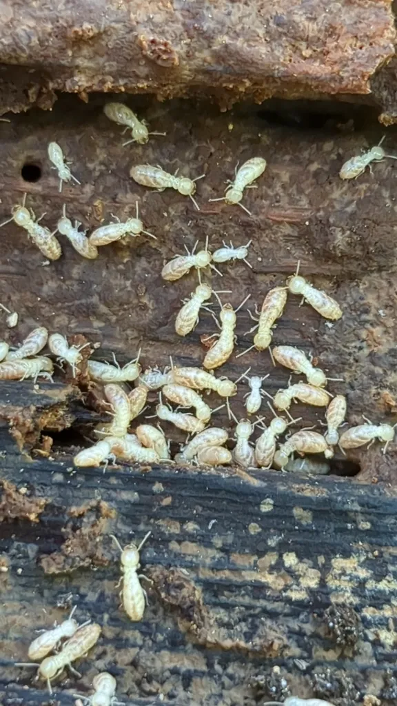 Eastern subterranean termite workers feeding on wet wood like the stumps and bulkheads along Glen Burnie's creeks