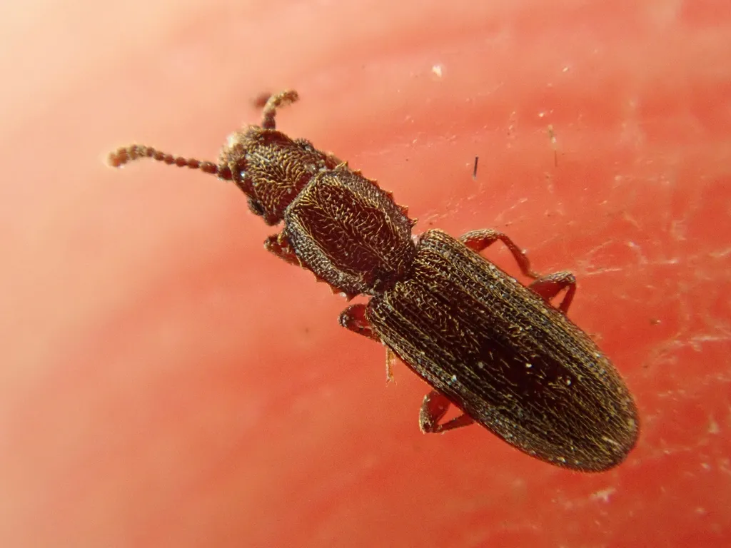 Close-up of a sawtoothed grain beetle showing anatomical details