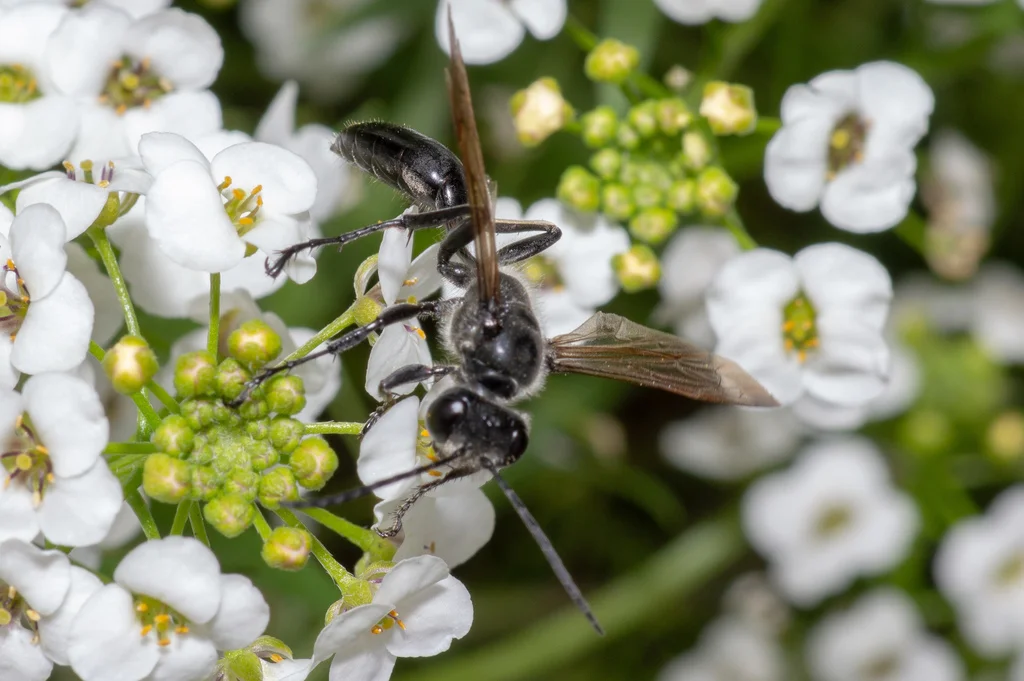 Grass carrier wasp on white alyssum flowers showing slender black body