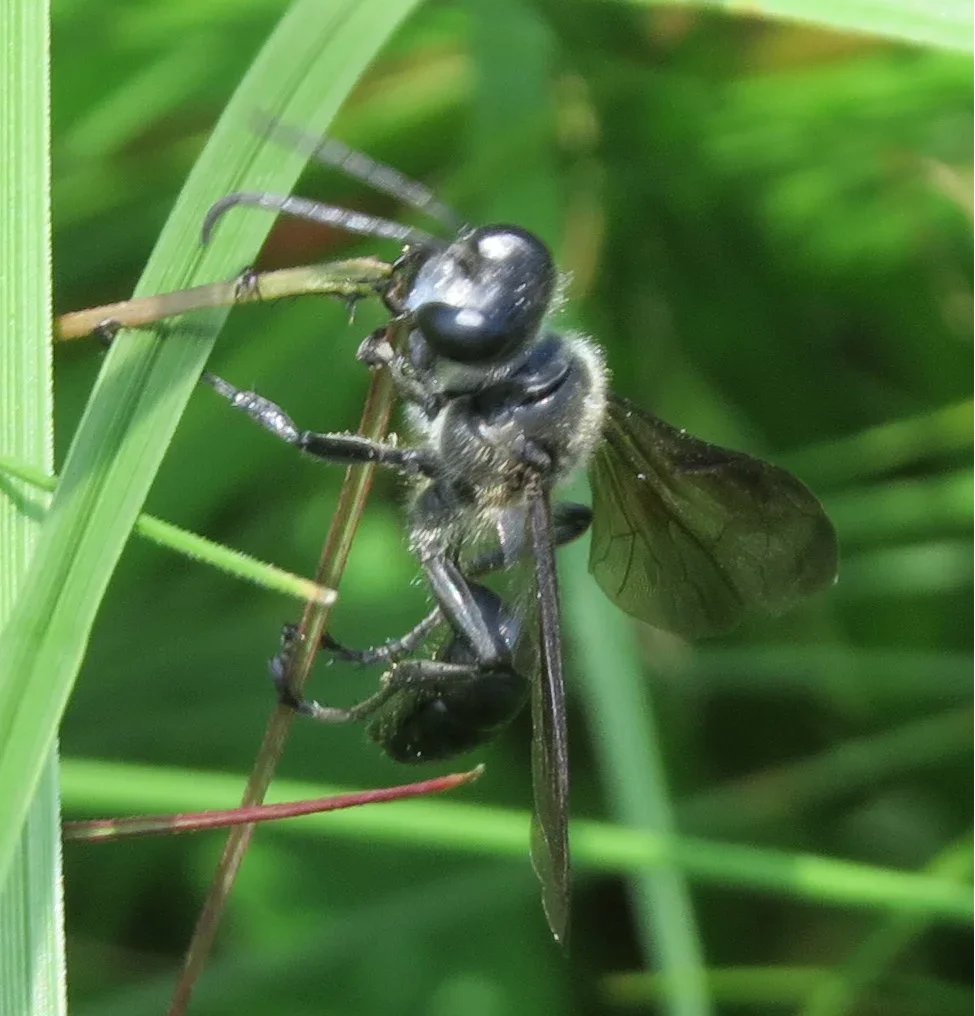 Grass carrier wasp carrying grass blade showing characteristic behavior