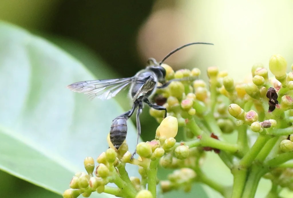 Grass carrier wasp feeding on flower nectar showing thread-waisted body