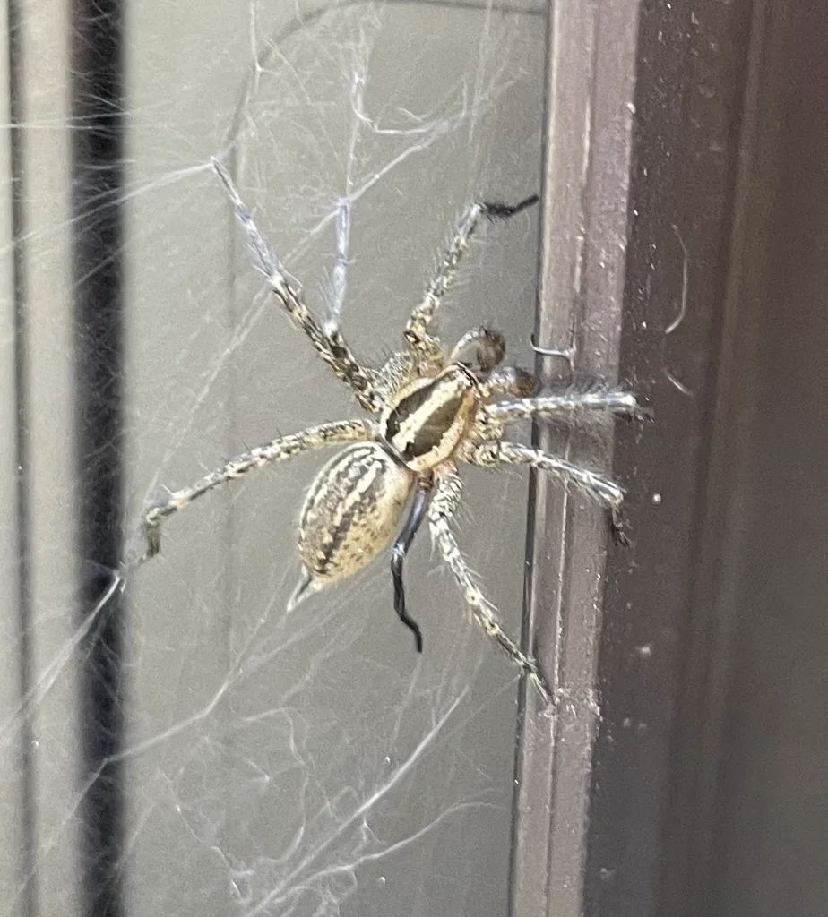Grass spider in its characteristic funnel-shaped web retreat