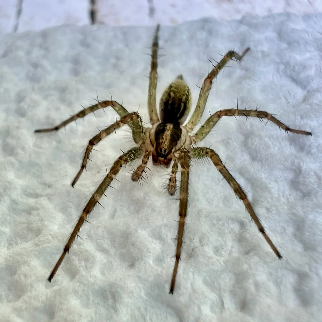 Side view of grass spider showing leg banding and body markings