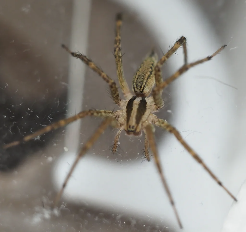 Top-down view of grass spider displaying dorsal markings and spinnerets