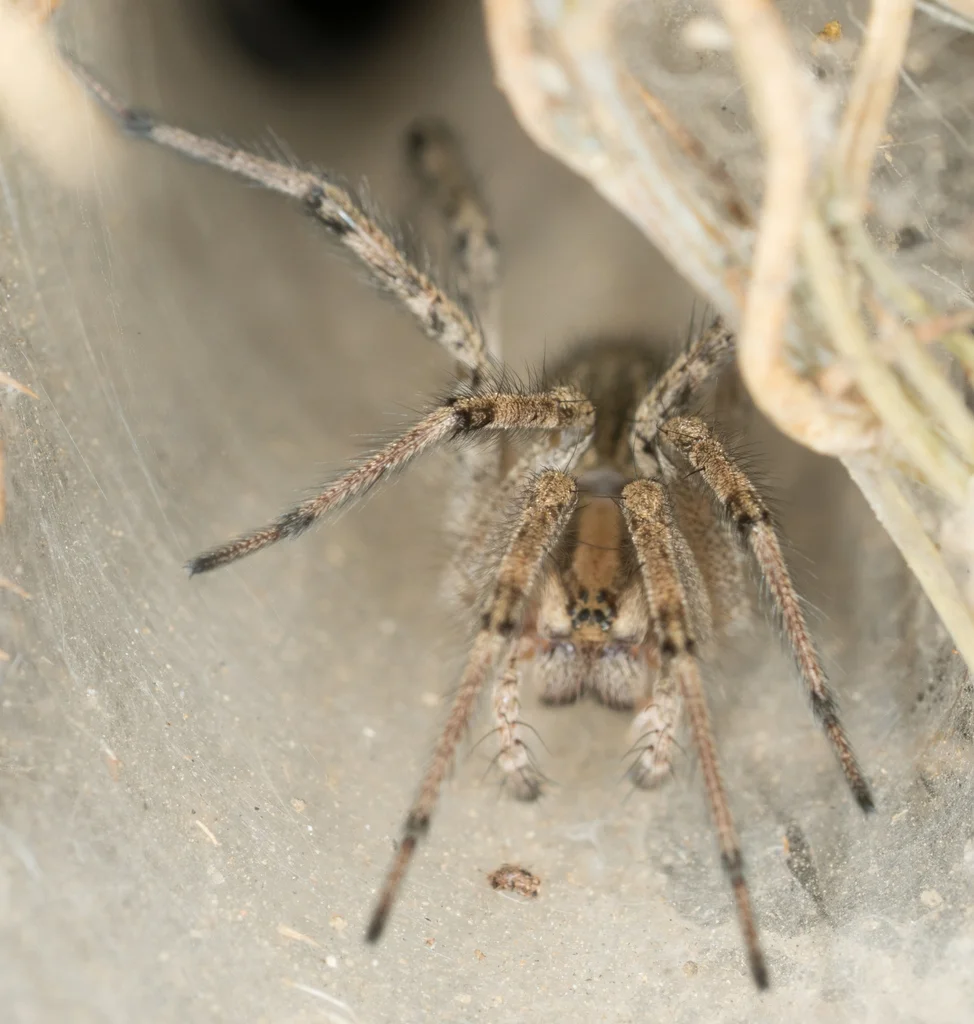 Grass spider waiting at the entrance of its funnel retreat