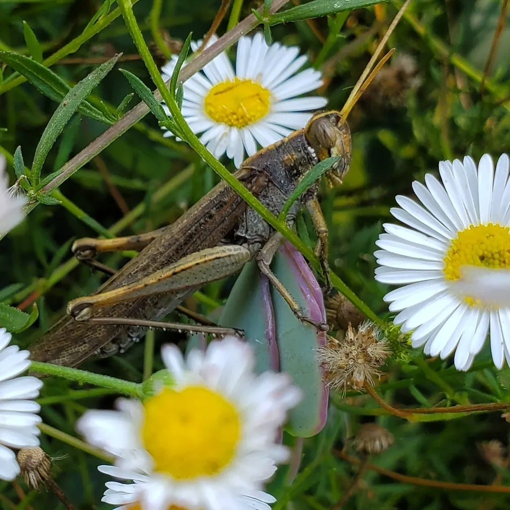Gray bird grasshopper among white daisies displaying its mottled brown and gray markings