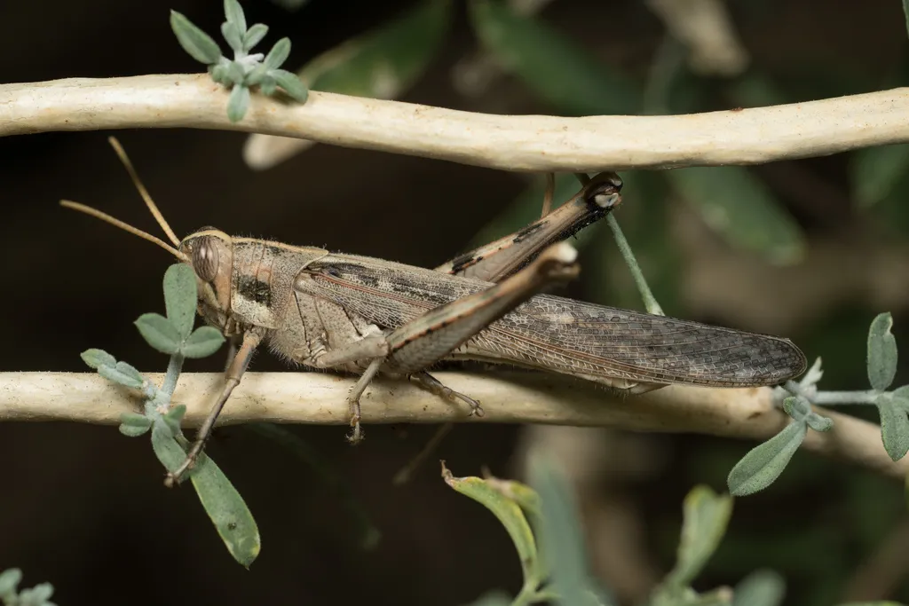 Side profile of a gray bird grasshopper perched on a branch among small leaves