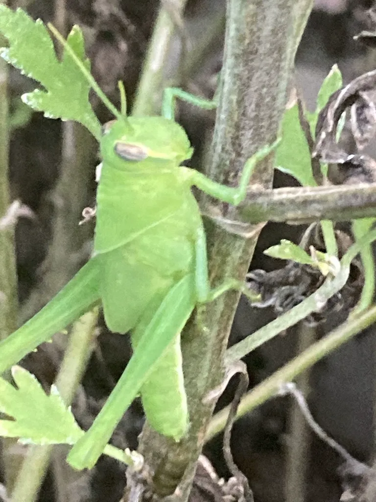 Bright green gray bird grasshopper nymph clinging to a plant stem