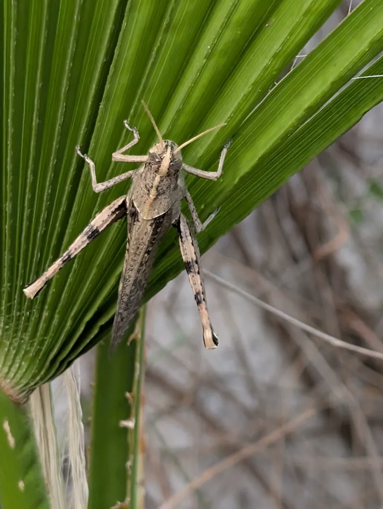 Gray bird grasshopper nymph on a palm frond showing its lighter juvenile coloration