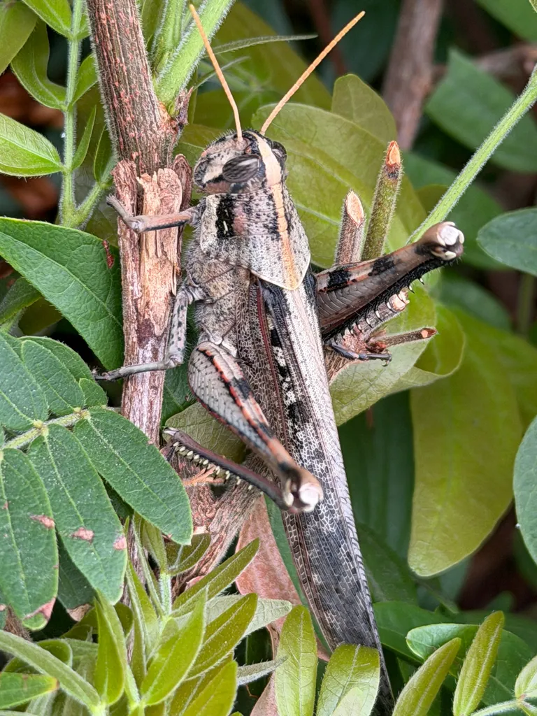 Gray bird grasshopper resting on green foliage in its natural habitat