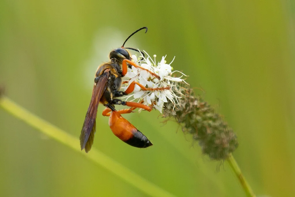 Great golden digger wasp perched on grass seed head with blurred green background