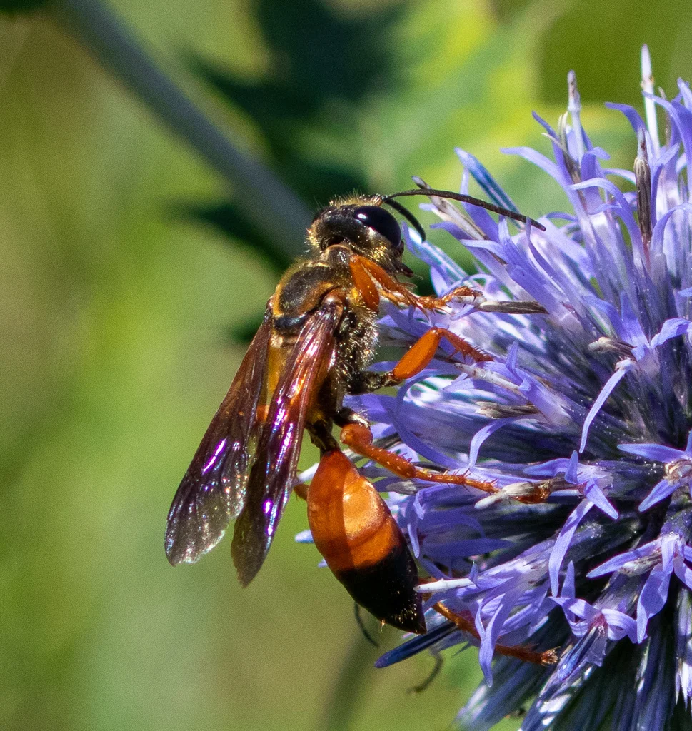 Great golden digger wasp feeding on blue globe thistle flower showing wing detail