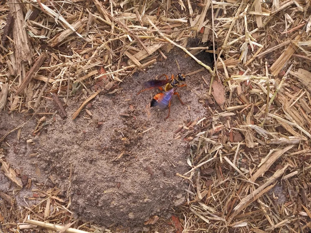 Great golden digger wasp at burrow entrance in sandy soil showing nesting behavior