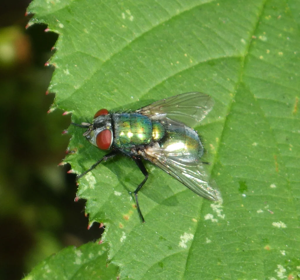 Metallic green bottle fly on a leaf showing its full iridescent body and red compound eyes