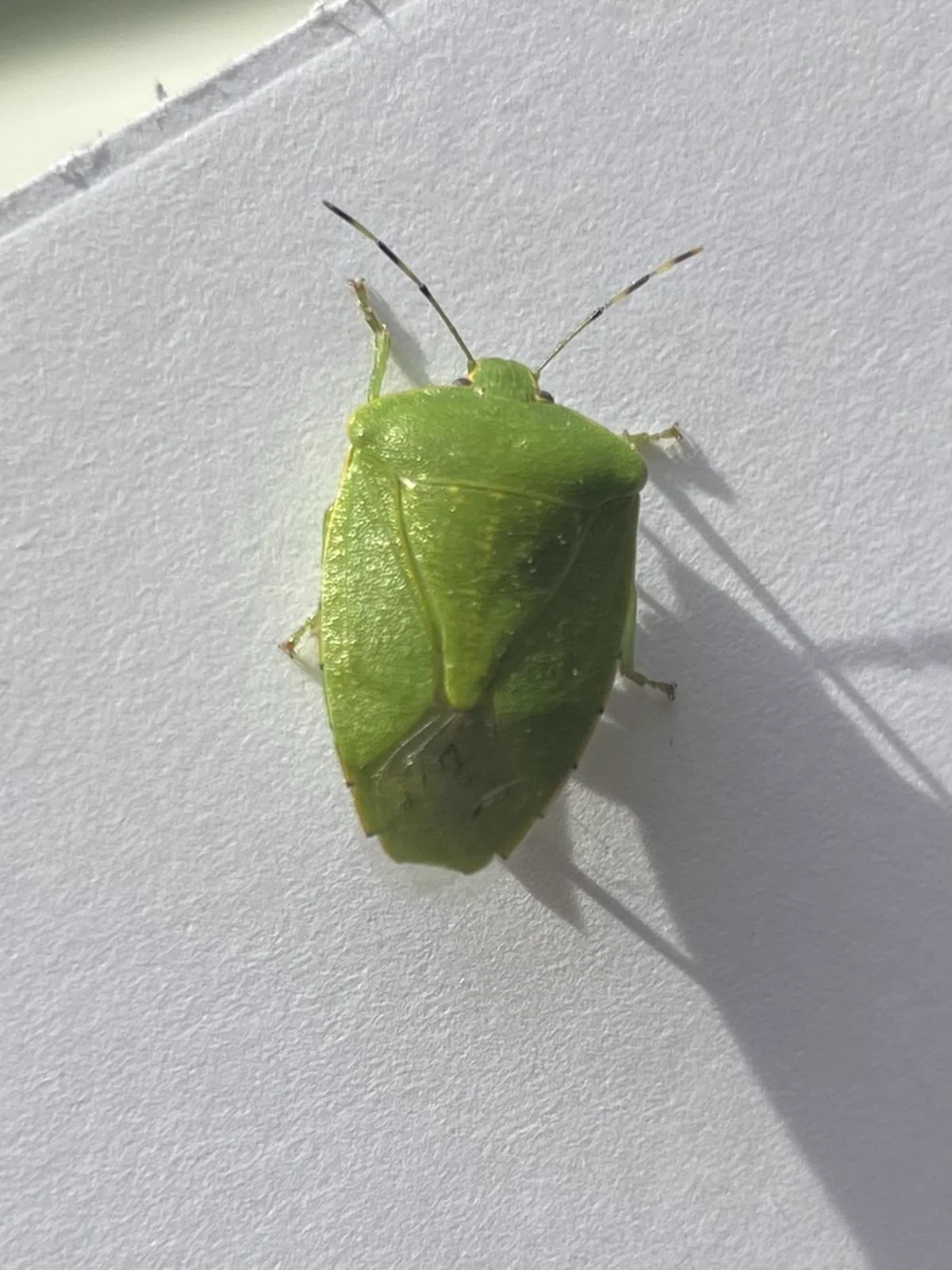 Green shield bug on white surface showing bright green coloration typical of plant-feeding species