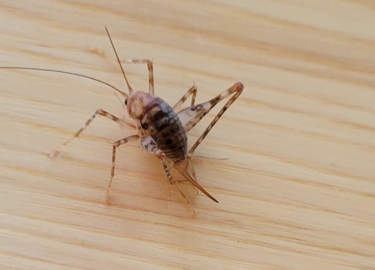 Greenhouse camel cricket on wood flooring showing typical indoor habitat