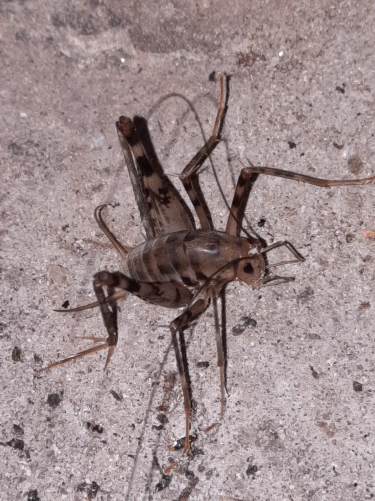 Top-down view of greenhouse camel cricket on concrete showing full body and long antennae