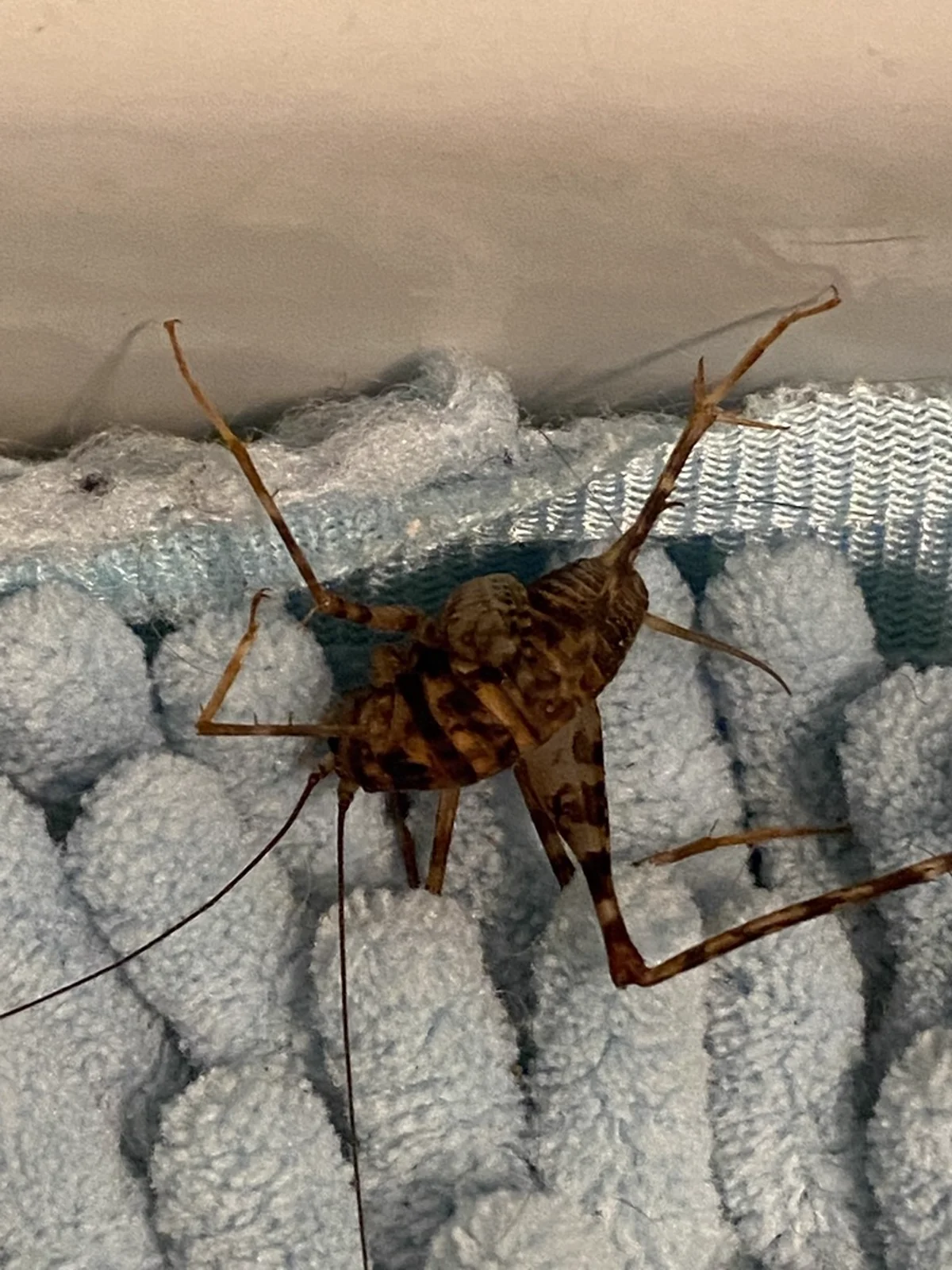 Greenhouse camel cricket on bathroom towel showing common indoor encounter