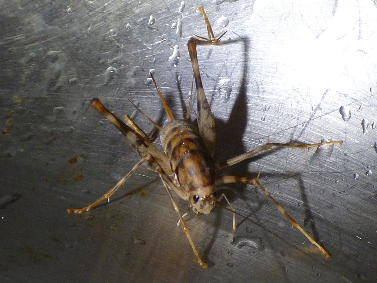 Greenhouse camel cricket casting shadow on basement floor