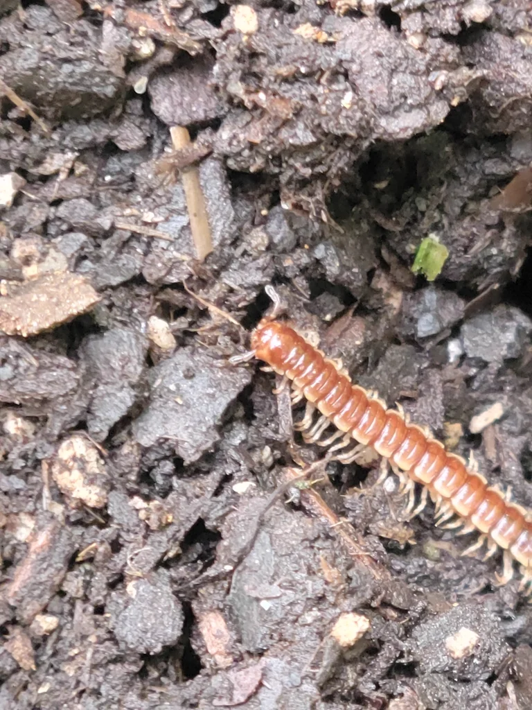 Greenhouse millipede in natural soil habitat with organic debris